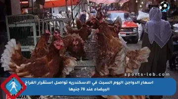 أسعار الدواجن اليوم السبت في الإسكندرية تواصل استقرار الفراخ البيضاء عند 78 جنيها